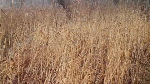 Yellow dried cattail rustles and sways on the swampy shore Stock Footage 328165518