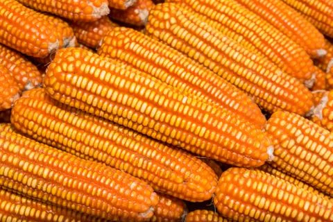 Yellow dried corn bundle. Stock Photos