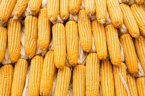 Yellow dried corn bundle together texture Stock Photos