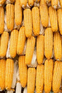 Yellow dried corn bundle together texture Stock Photos