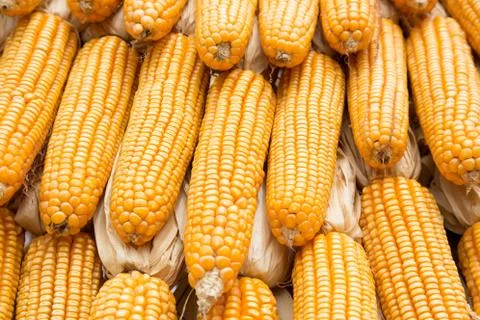 Yellow dried corn bundle together texture Stock Photos