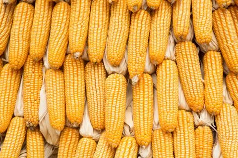 Yellow dried corn bundle together texture Stock Photos