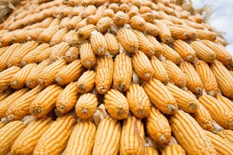Yellow dried corn bundle together texture Stock Photos