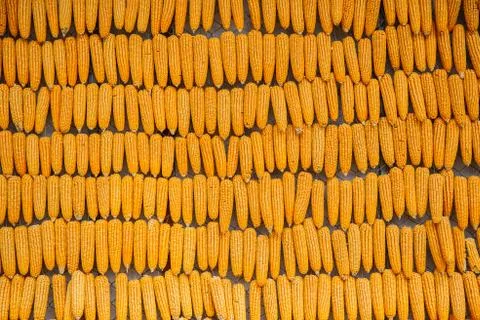 Yellow dried corn bundle together texture Fotos Stock