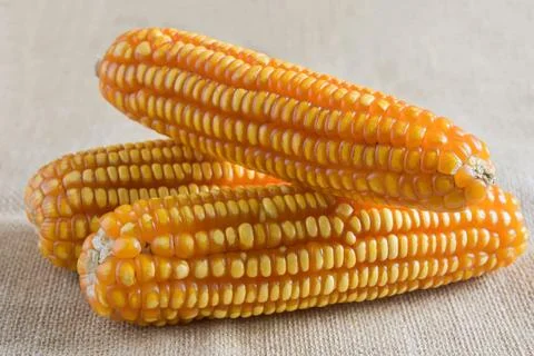 Yellow dried corns texture on sackcloth background. Dry corn seed. Orange c.. 库存照片