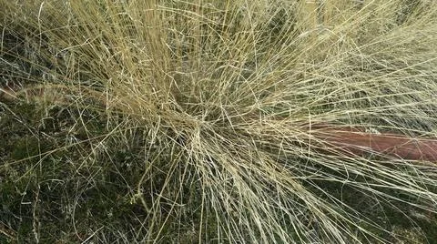 A yellow dried grass Stock Photos