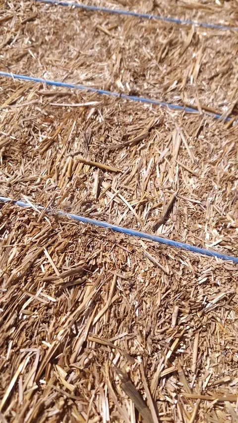 Yellow Dried Straw Bundle Tied with Blue Plastic String for Livestock Stock Footage 339085166