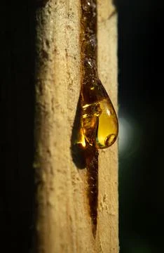 Yellow drop of resin flows down the wood Stock Photos