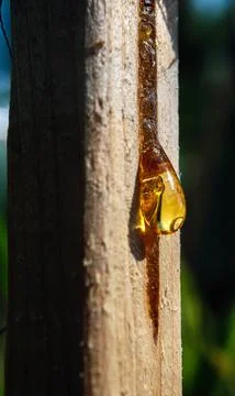Yellow drop of resin flows down the wood Stock Photos