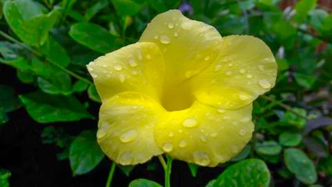 Yellow Drops Foto stock