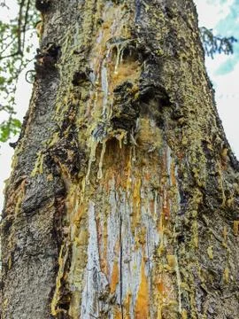 Yellow drops of pine resin flow down the tree Stock Photos