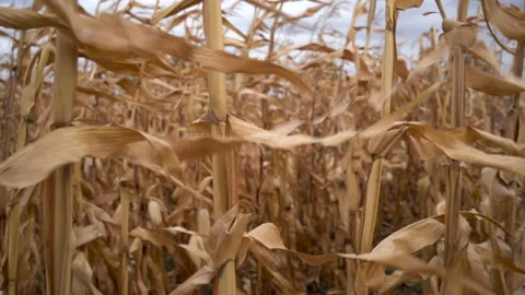 Yellow dry corn in agricultural fields with blowing wind on blue sky ripe corn Stock Footage 170358955
