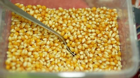Yellow dry corn kernels inside a plastic container with a metal spoon. Stock Footage 340513820