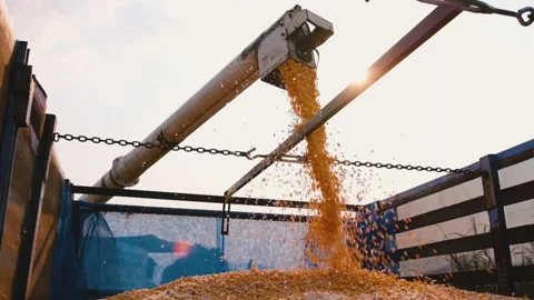 Yellow dry corn seed falling from combine harvester machinery unload into truck Stock Footage 172151302