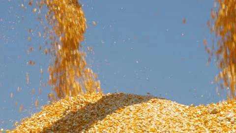 Yellow dry corn seed falling from combine harvester machinery unload into truck Stock Footage 172524881