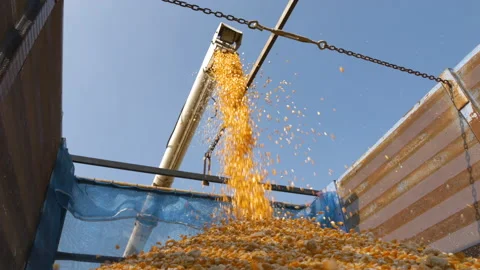 Yellow dry corn seed falling from combine harvester machinery unload into truck Stock Footage 172525237