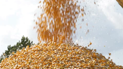 Yellow dry corn seed falling from combine harvester machinery unload into truck Stock Footage 172540829