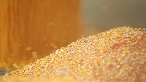 Yellow dry corn seed falling from combine harvester machine of cargo truck Stock Footage 270465852