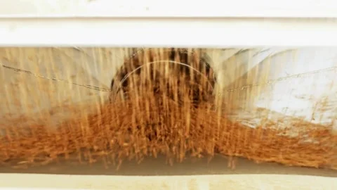 Yellow dry corn seed falling from combine harvester machine of cargo truck Stock Footage 336581419
