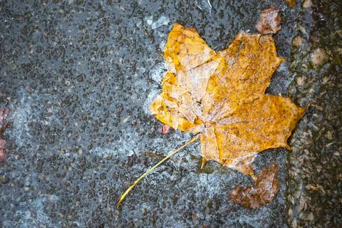 A yellow dry fallen maple leaf froze in the ice on the asphalt. The first aut Stockfoto's