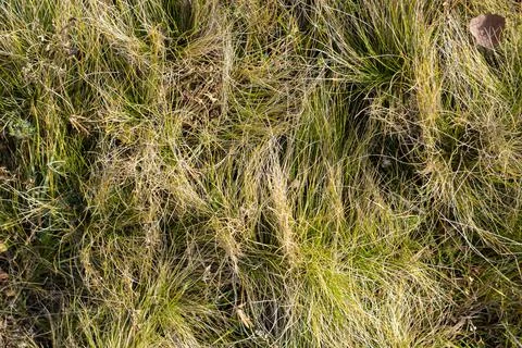 Yellow dry grass background Stock Photos
