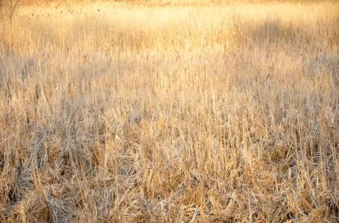 Yellow dry grass. Background, texture. Stock Photos