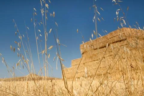 Yellow dry grass Stock Photos