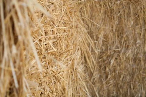Yellow dry grass Stock Photos