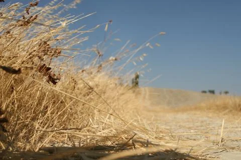 Yellow dry grass Stock Photos
