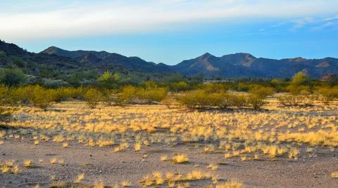 Yellow dry grass in the rays of the setting sun, in the background.giant Ca.. Stock Photos
