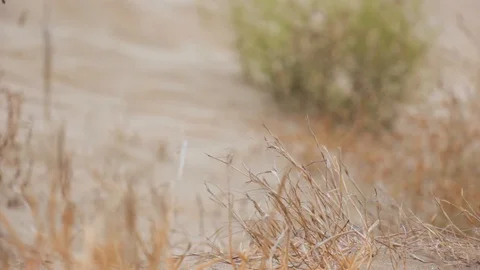 Yellow dry grass in the sand Stock Footage 114426494