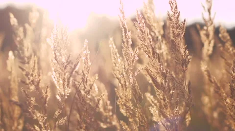 Yellow dry grass in sunset light Stock Footage 55034939