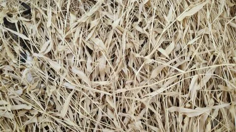 The yellow dry grass surface is completely dry. Stock Photos