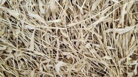 The yellow dry grass surface is completely dry. Stock Photos