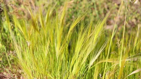 Yellow dry grass on a wind Stock Footage 96598452