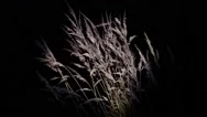Yellow Dry Grasses Waving In The Wind Evening, Under The Light Of A Reflector Stock Footage