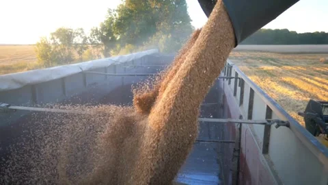 Yellow Dry Kernels Falling from Combine Auger into Trailer at Corn Field Grai Stock Footage 270465731