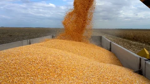 Yellow dry kernels falling from harvester auger processing factory Combine Stock Footage 270465575