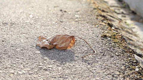 Yellow dry leaf on asphalt Stock Footage 120018587