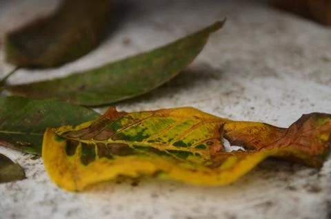 Yellow Dry Leaf Stock Photos