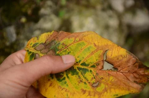 Yellow Dry Leaf Stock Photos