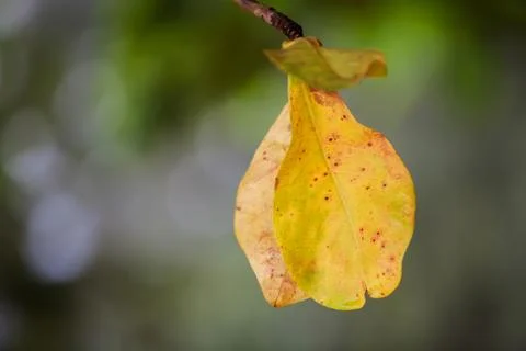 Yellow dry leaf with space and bokeh of tree. Stock Photos