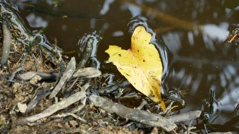 Yellow dry leaves float on the water 4K Stock Footage 153364278