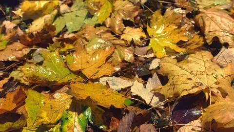 Yellow dry leaves lying on the ground, autumn concept Stock Footage 255983142