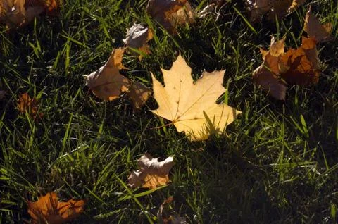 Yellow dry leaves Stock Photos