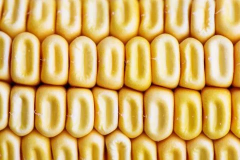 Yellow dry maize texture close up Stock Photos