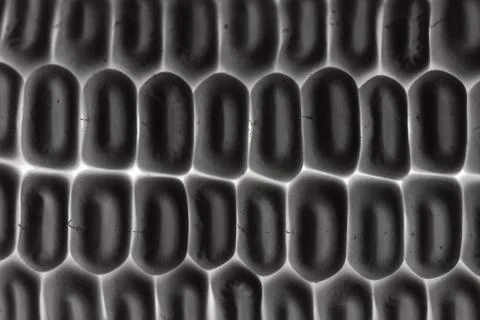 Yellow dry maize texture close up Stock Photos