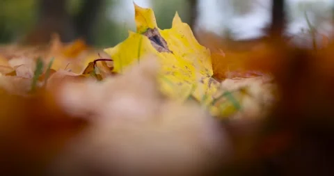 Yellow dry maple foliage on the ground during leaf fall, late autumn in the park 動画素材 320814687