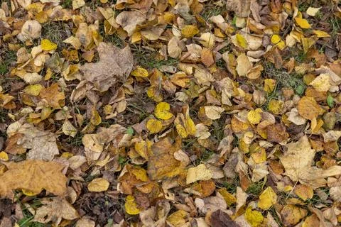 Yellow dry maple foliage lying on the ground during leaf fall, late autumn in Stock Photos