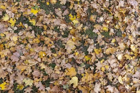 Yellow dry maple foliage lying on the ground during leaf fall Stock Photos